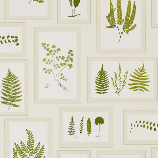 Fern Gallery-behang-Tapete-Sanderson-Ivory/Green-Rol-215712-Selected Wallpapers