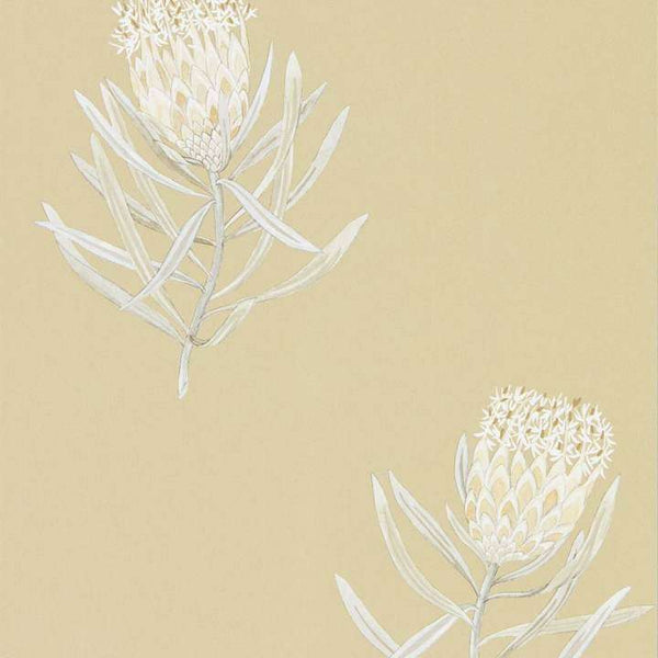 Protea Flower-behang-Tapete-Sanderson-Sepia-Rol-216331-Selected Wallpapers